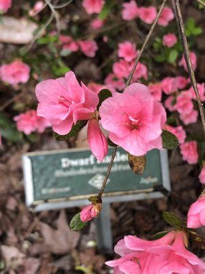 DWARF AZALEAS I LOVE IT!!!