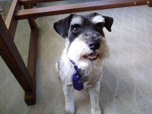 Snickers looks so good after his grooming. And loved the little tie.