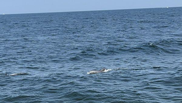 Hard to capture on camera but the captain was always announcing which side of the boat to see the dolphins.