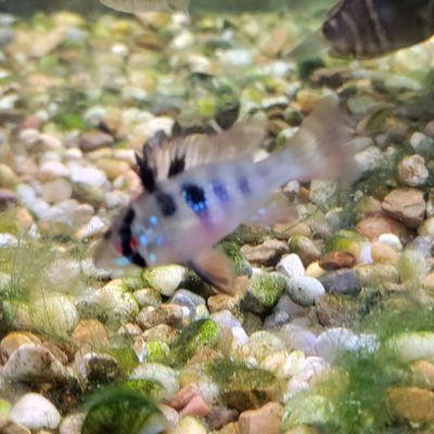 Blue German Ram