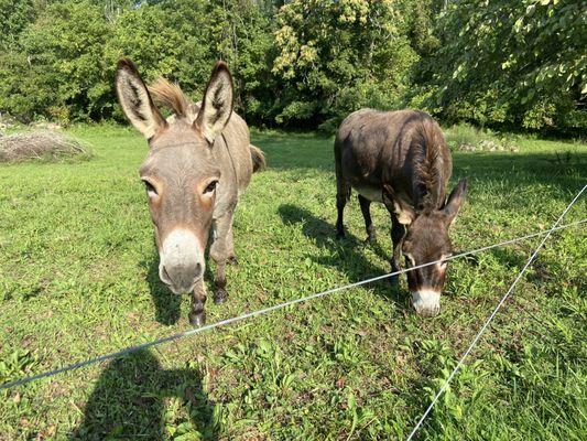 Donkeys