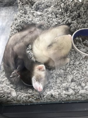 Ferret