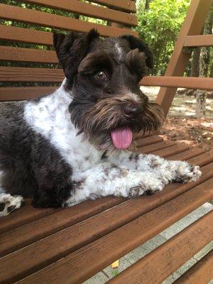 Jax is very happy with Southern Paws Grooming, Rock Hill SC!