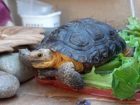 Morty the torty 3 She can't wait to visit her aunt Tami again