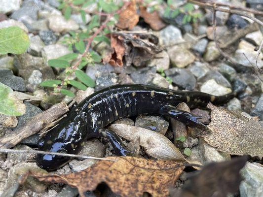 Salamander, one of dozens of amphibians scooped from pool