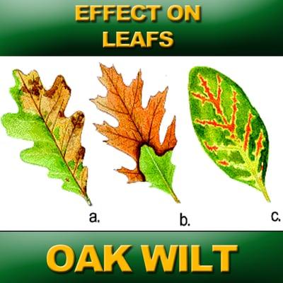 Oak wilt