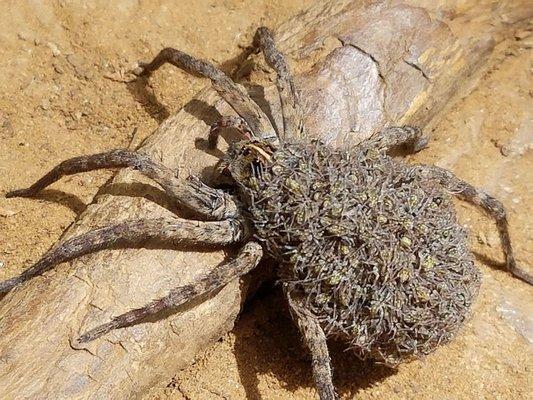 Wolf Spiders And There Young