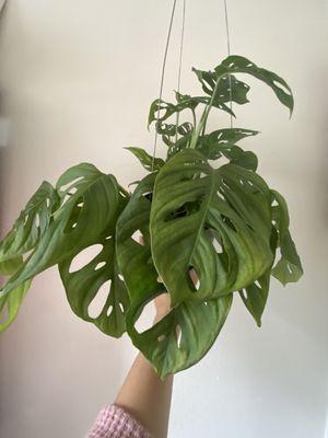 Monstera purchased from here so healthy & large!