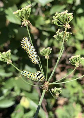 Hallberg Butterfly Gardens