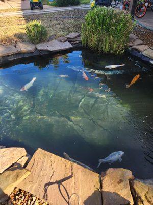 Our pond after being cleaned