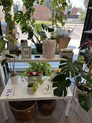 Plants for sale