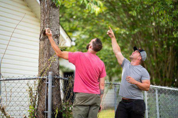 Working on taking apart a tree