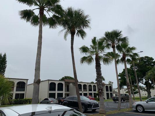 Condominiums and Palm Trees