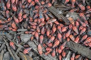 Seasonal Box Elder Bugs