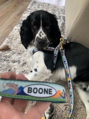 Boone loves his "Boone" leash and harness set