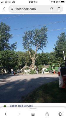 I'm removing a huge maple tree in Kansas City, Mo. Call us @ 816-996-1695 for a Free Bid! We are local!