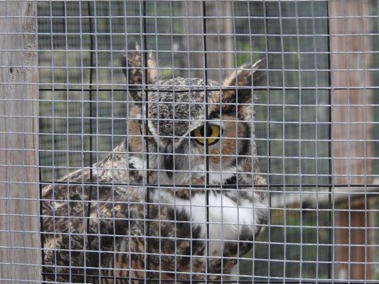 This is Oden, a Great Horned Owl that lives on-site! He loves to hoot at you.