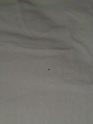 Fleas on bed sheets