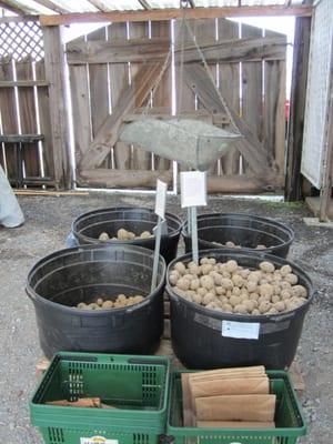 Seed potatoes