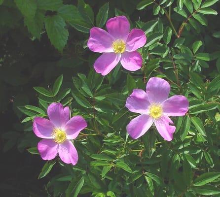 Native Plants & Perennials