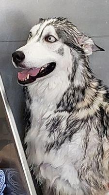 A beautiful husky enjoying a bath