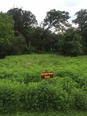 This little patch attracts lots or fireflies in the evening. Beautiful to watch so many gather in this area.