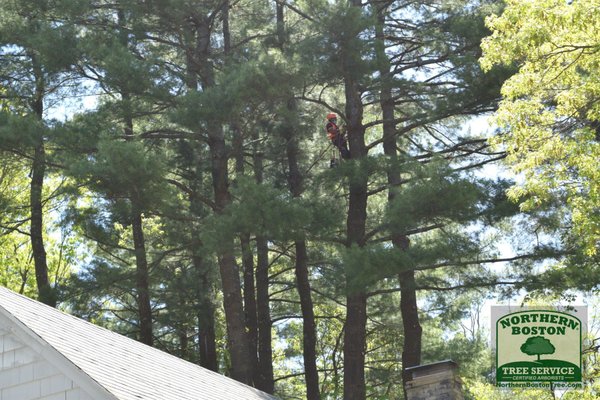 Our tree climber climbs high to prune these tall pine trees in Burlington, MA. May 2020.