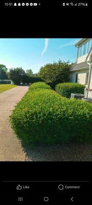 Before picture of a yew bush.