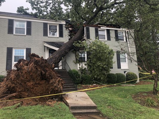 Tree on building