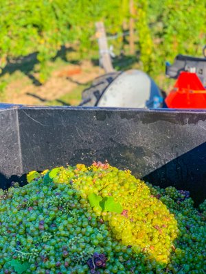 Grapes being harvested