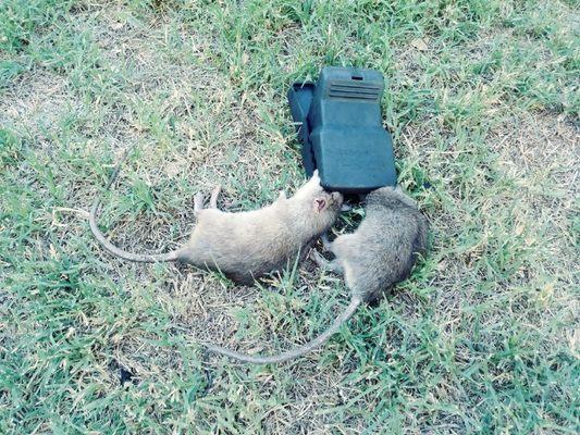 Pack rats caught in T Rex snap trap