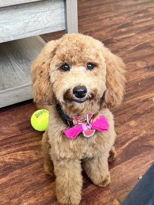 Training with a sweet goldendoodle!