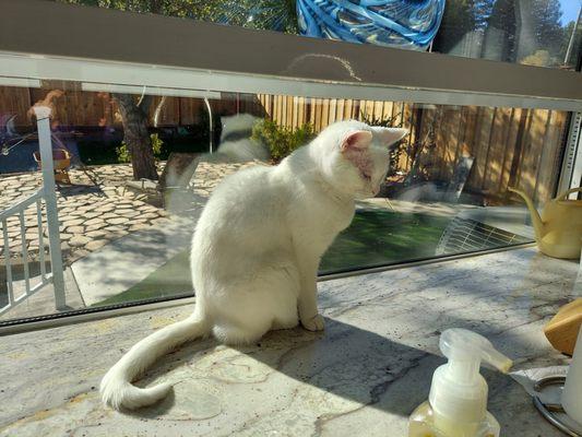 "SNOW"  sunning herself in the window.