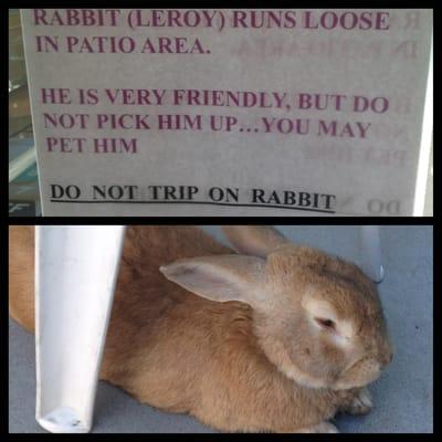 Leroy the pet bunny