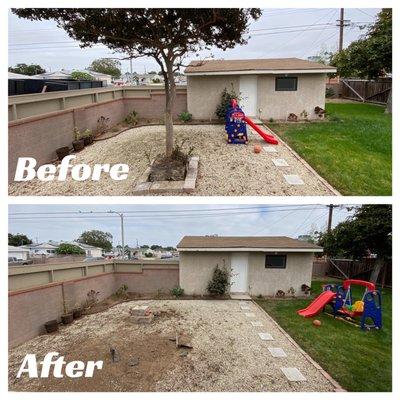 Tree removed from our backyard. No more mess!