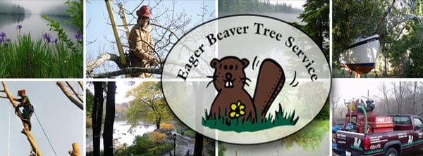 Eager Beaver Tree Service