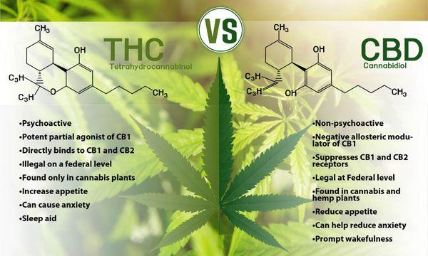 We will help you create high-THC plants in your garden and we feature our own CBD tincture!