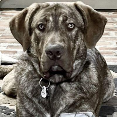 Great Pyrenees, hound, mastiff mix.