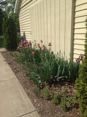 Pretty flowers