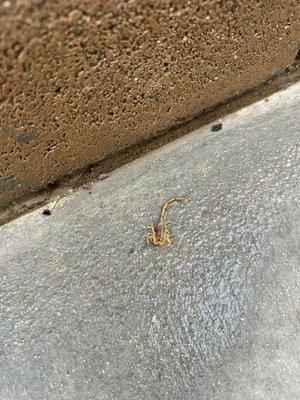 Arizona bark scorpion very common in the Las Vegas area.