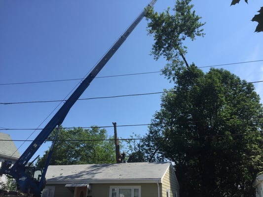 A Perfect Cut Tree Service