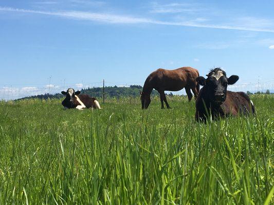 Grass Fed Angus Beef