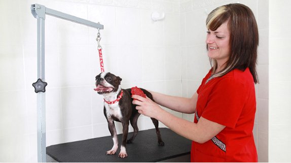 Keep your pets looking their best with regular groomings in our Pet Spa