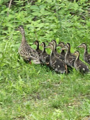 Momma and ducklings