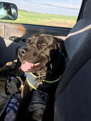 A very tired boy on his way home from a full day at the kennel