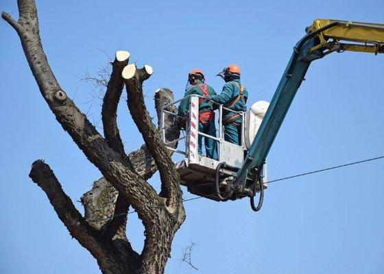 Southbury Tree Care and Removal