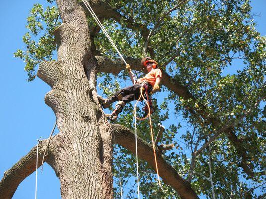 Philpott Tree Service - Arbortec