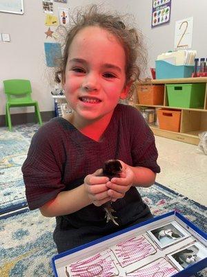 Marie is so proud of her baby chick. Eggs collected locally, incubated in the Silver Room, and hatched right here at TSS!