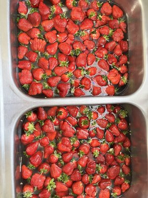 Hand picked strawberries