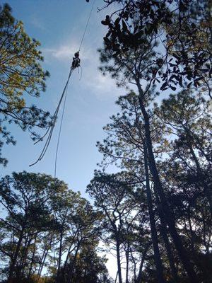 Crane job 7 pine removals